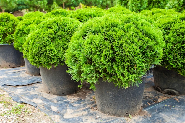 樹木園の鉢植えの常緑糸杉