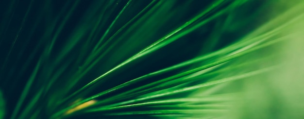 evergreen fir tree branch as botanical background nature and environment