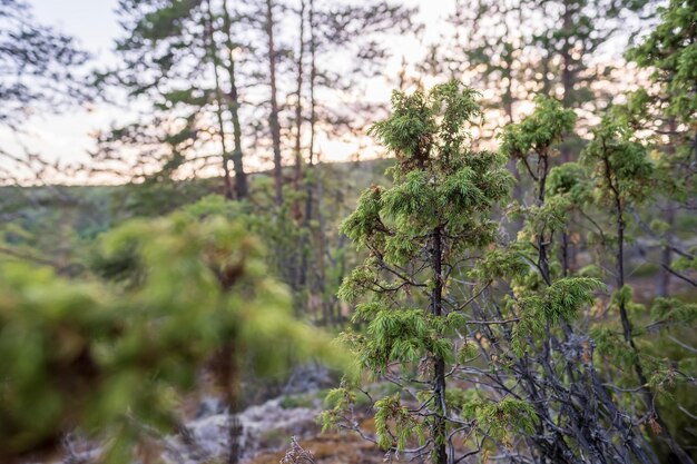 Evergreen juniper in the forest on a evening