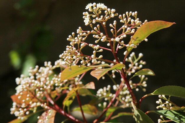 Photo an evergreen laurestine viburnum tinus