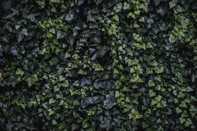 Evergreen leaves of climbing ivy