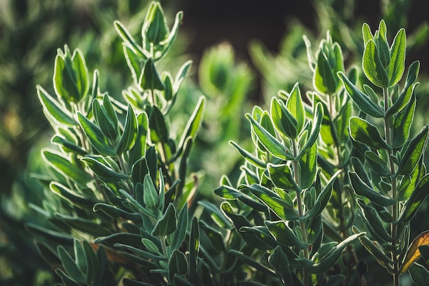 Evergreen leaves of Rock Rose