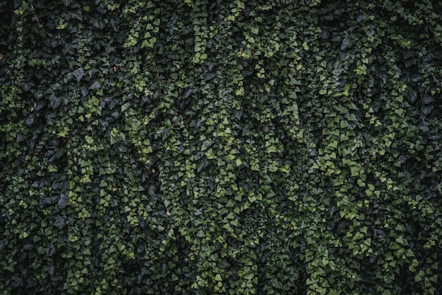 Evergreen leaves and sprouts of climbing ivy