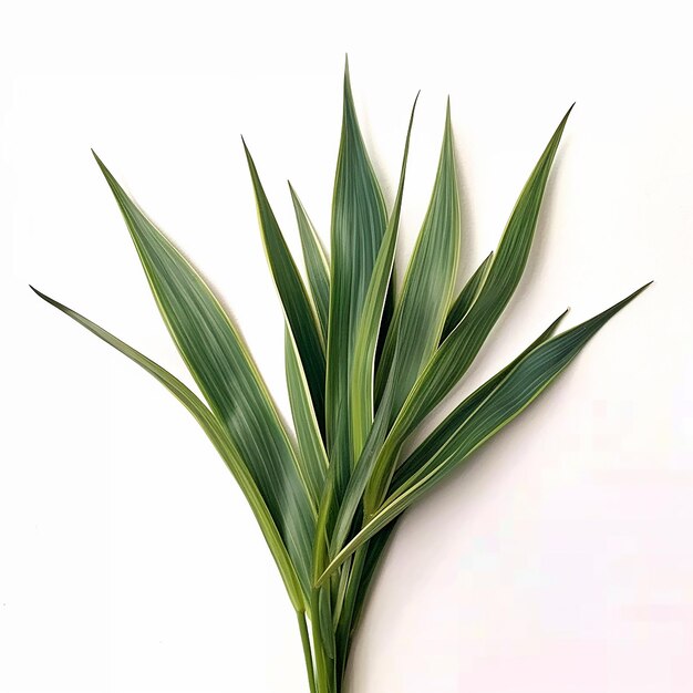 Evergreen New Zealand Flax Leaf