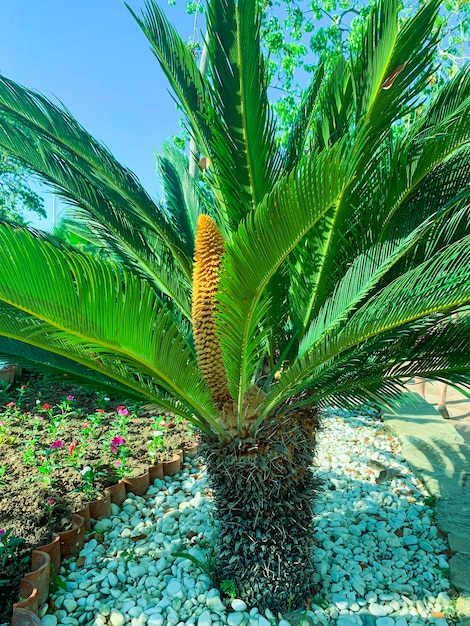 상록 식물 Cycas rumphii 콘.