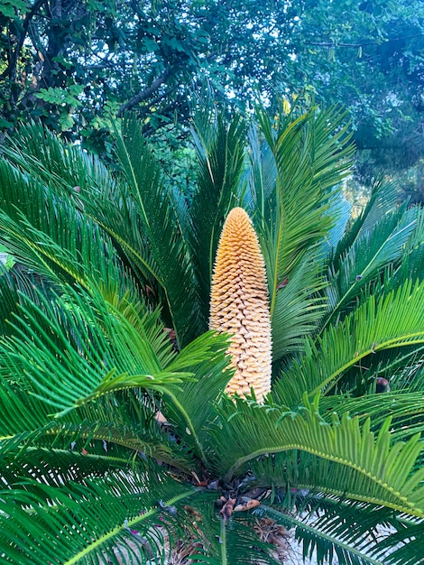 Evergreen plant Cycas rumphii cone. 
