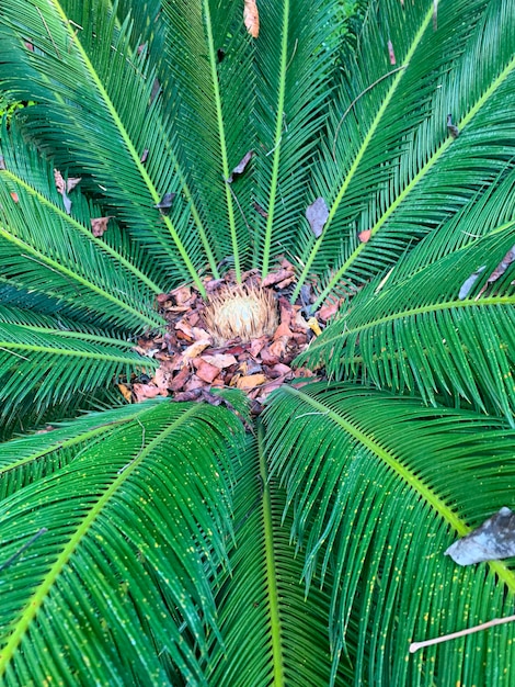 Evergreen plant cycas rumphii cone