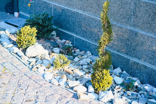 Evergreen plantings in the garden center landscaping