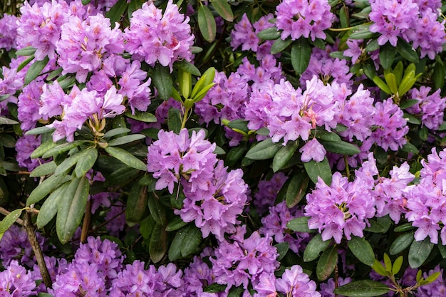 Вечнозеленый кустарниковый рододендрон цветет красивыми фиолетовыми цветами