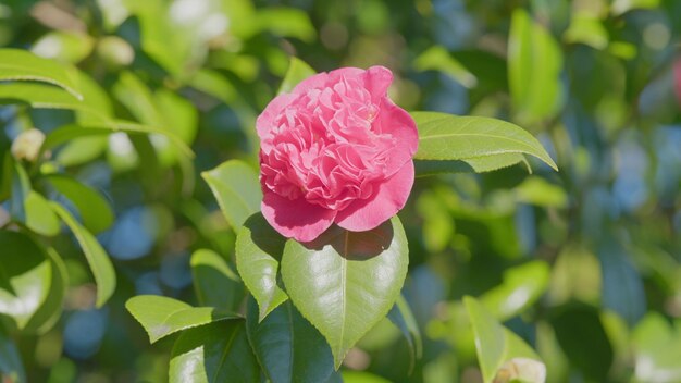 Evergreen shrub or small tree pretty garden flowers camellia bloom on green bush close up