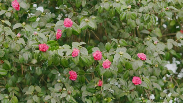 Evergreen shrub or small tree pretty garden flowers camellia bloom on green bush real time