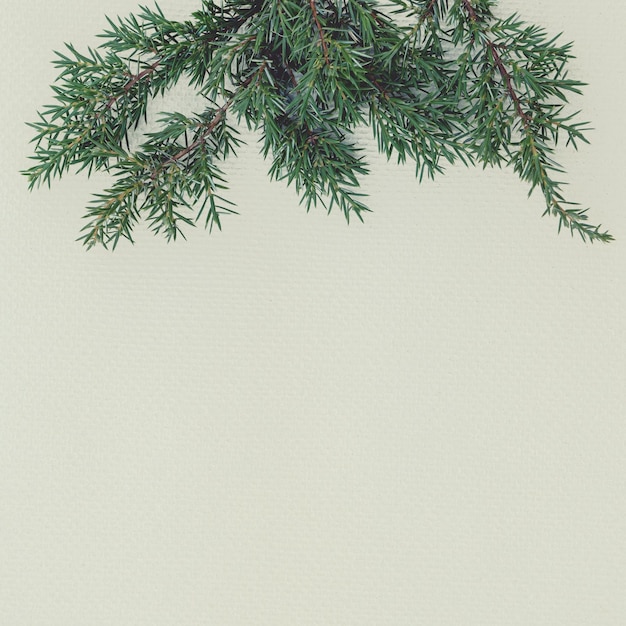 Evergreen sprigs of green juniper on paper with copy space.
