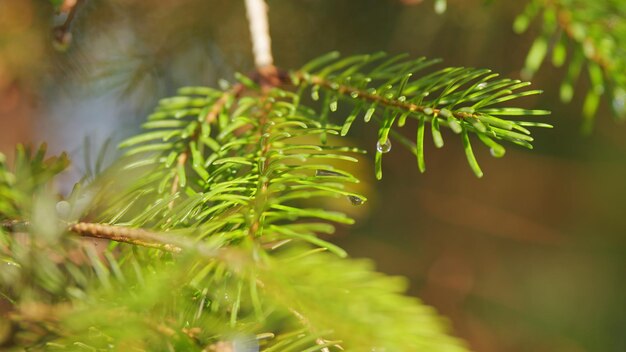 Evergreen spruce after rain green spruce young branch of green spruce tree with many raindrops bokeh