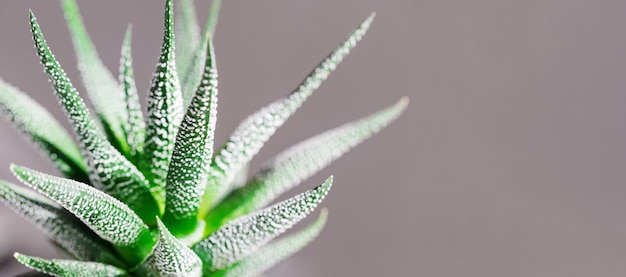 Evergreen succulent haworthia close up on grey