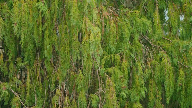 Evergreen tree branch platycladus orientalis natural green background still