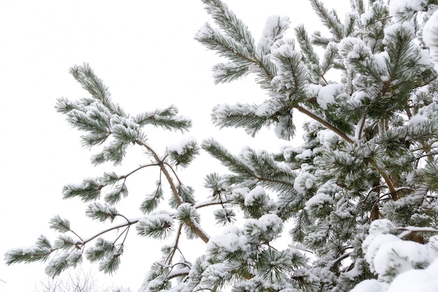 Evergreen tree branches in winter close up