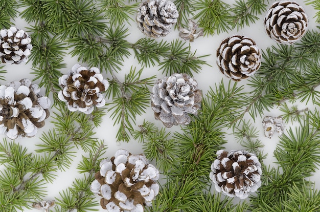 Photo evergreen tree christmas pine cones with branch on a white background.