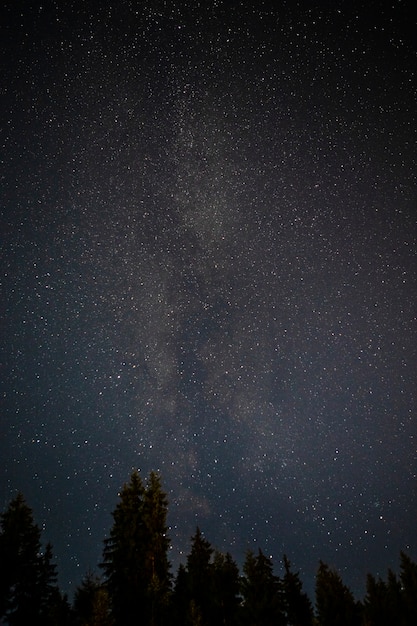 Foto cime degli alberi sempreverdi con cielo notturno stellato