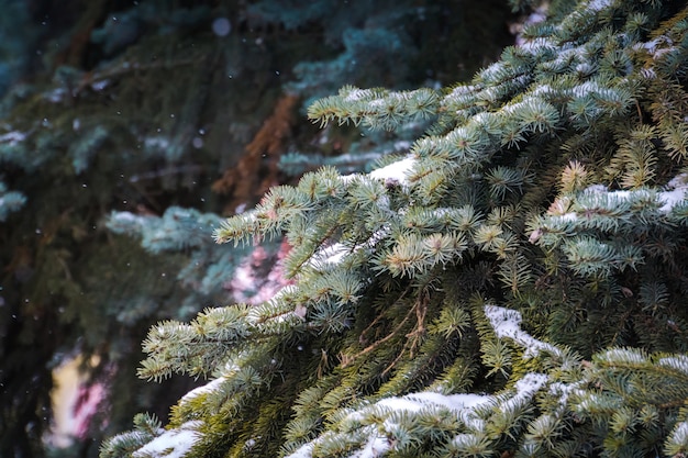 Фото Вечнозеленые деревья зимой