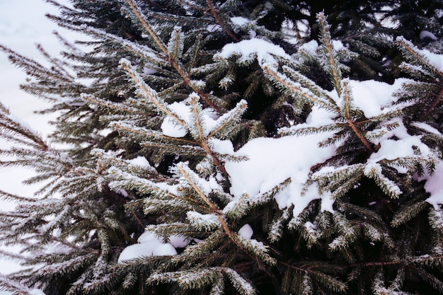 Evergreen trees in winter close up