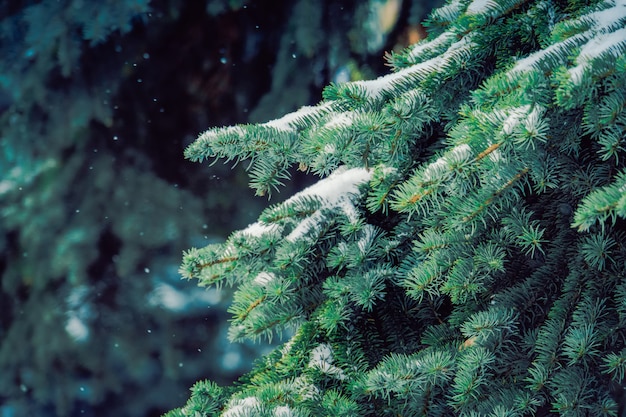 Evergreen trees in winter