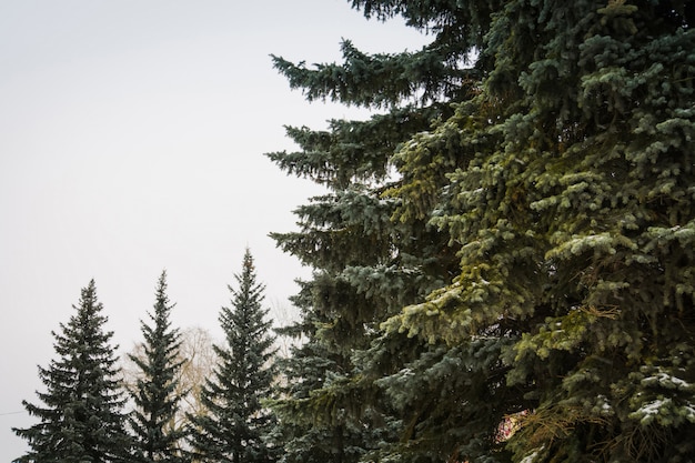 Photo evergreen trees in winter