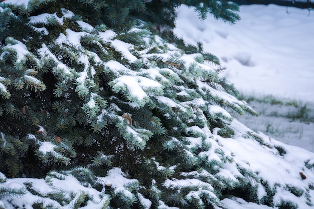 Evergreen trees in winter