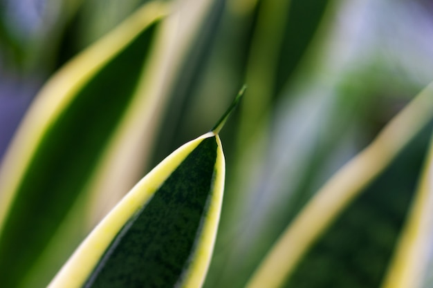 常緑の熱帯観葉植物の葉のパターン。光の縞と緑の葉。