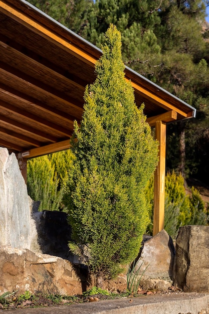 Вечнозеленый низкорослый кипарис Cupressus macrocarpa 'Goldcrest' растет в саду крупным планом