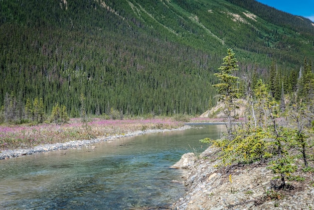 Photo evergreens and wildflowers growing along the athabasca river on the icefields parkway in jasper nati
