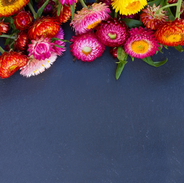 Everlasting flowers border on black stone with copy space