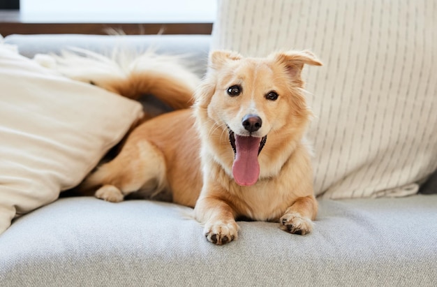 すべての犬は例外です自宅のソファでリラックスしている愛らしいふわふわの犬のショット