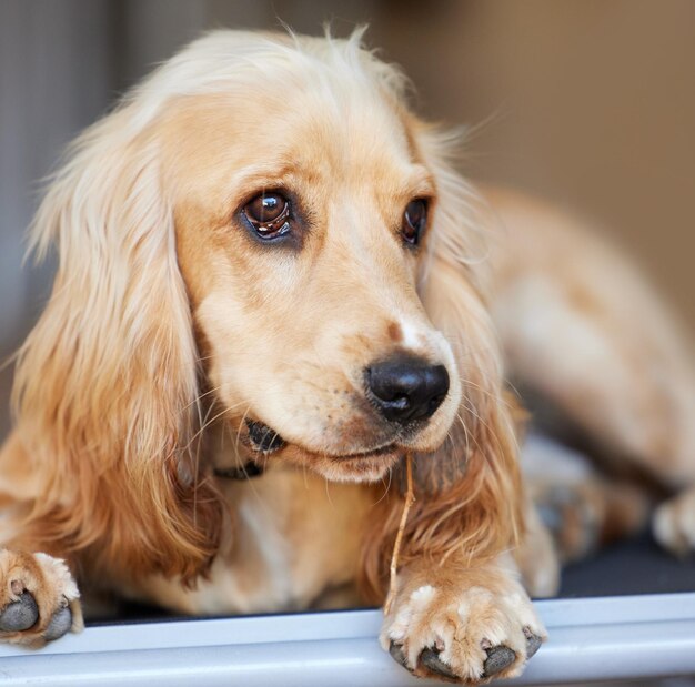 Every snack you make every bite you take ill be watching you Portrait shot of an adorable cocker spaniel puppy lyinig on a doorway chewing a twig