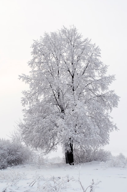 Tutto è coperto di neve favoloso natale