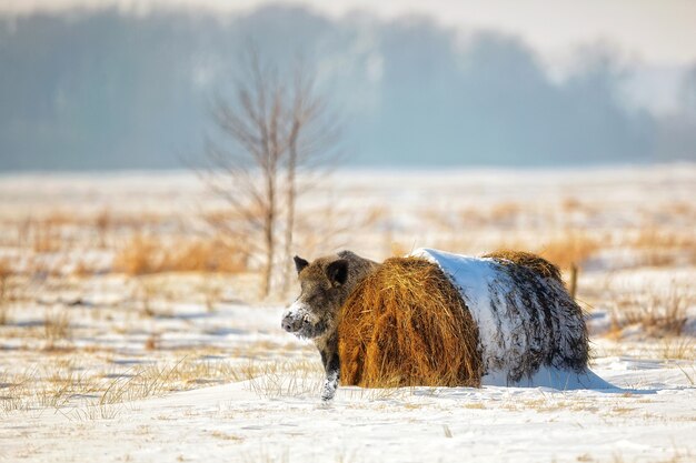 Everzwijn in de winterlandschap in de wildernis