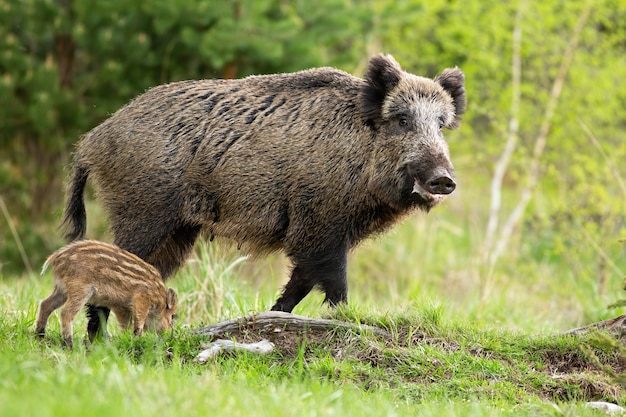 Everzwijn moeder en kleine gestreepte biggen grazen op glade in het voorjaar