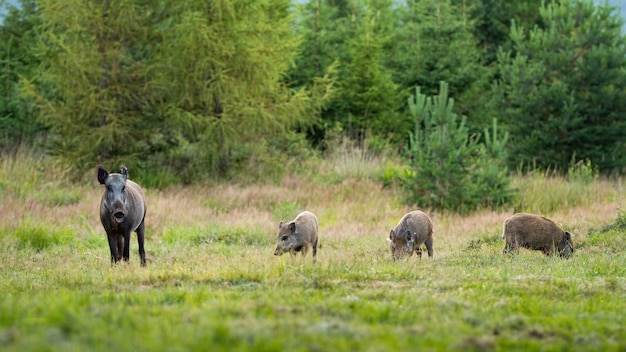 Everzwijnkudde die op weide in bergen weiden