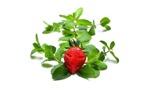 Evil strawberry in a sprig of mint isolated