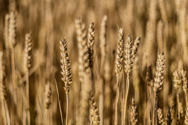 Evocative Macro Detail of Natural Organic Mature Wheat Spike