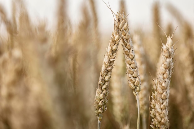 Evocative Macro Detail of Natural Organic Mature Wheat Spike