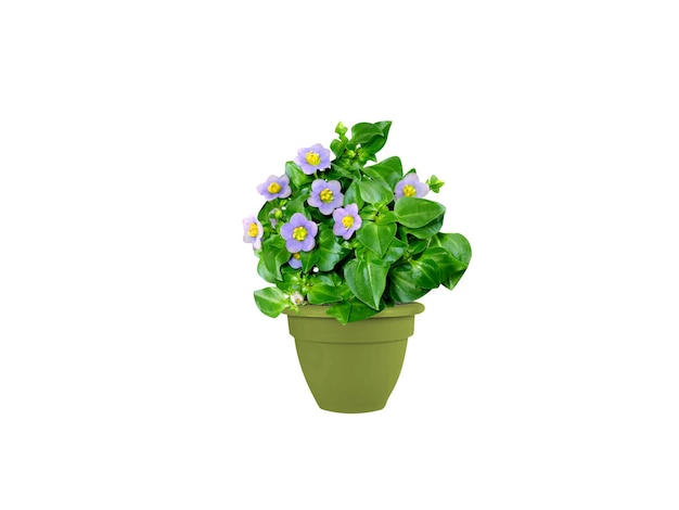 エクサカム (Exacum tetragonum) の植物と白い背景の花のポット