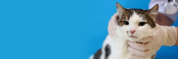 Examination of a cats muzzle at a veterinarian Medical examination of the quality of a pets fur Hands of a veterinarian in gloves and a cat on a blue background Routine examination of a pet
