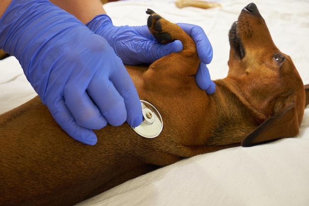 Examination of a dog by a veterinarian