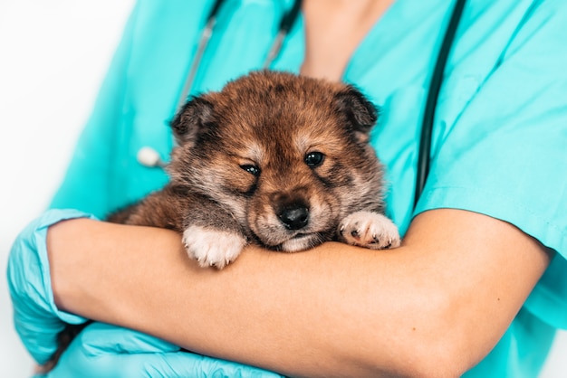 Examination of mongrel puppy at a veterinarian in a vet clinic. Examination of a pet, a funny little dog in the arms of a girl