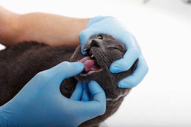 Осмотр кошки у ветеринара, крупный план, осмотр рта кошки | Премиум Фото