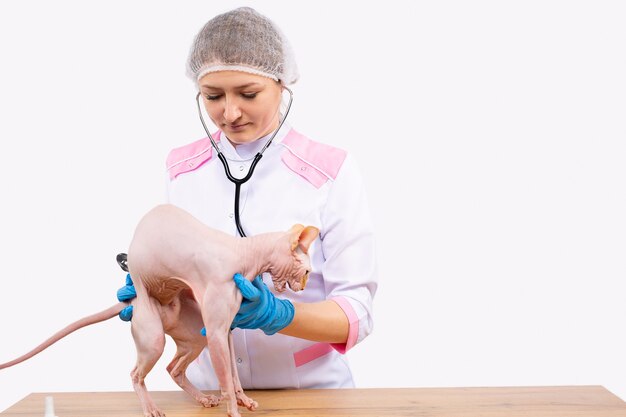 Examining of lovely sphynx cat by veterinary doctor wearing uniform and disposable with stethoscope in vet clinic before surgery suffering kitty medical service health care