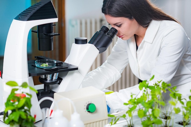 현미경으로 식물 조직 검사