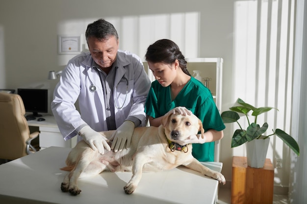 Examining Stomach of Labrador Dog