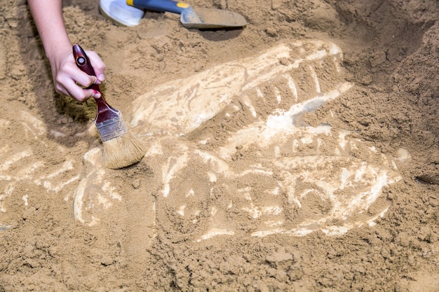 Photo excavating dinosaur fossils