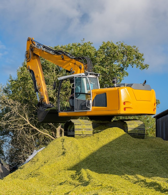 Excavator distributes corn on a corn silage during the corn harvest